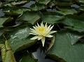 Mexican Waterlily